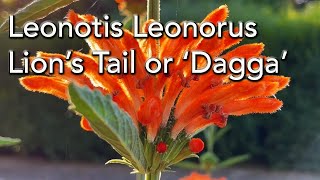 Lions Tail  Leonotis Leonurus [upl. by Fisken]