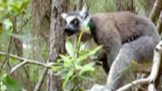 ETHOLOGY WileyBlackwell Male postejaculatory mounting in the ringtailed lemur [upl. by Hsekar]