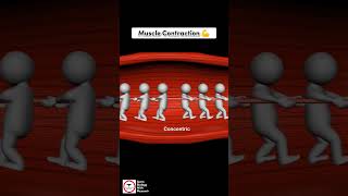 Types of Muscle Contraction [upl. by Pollyanna27]