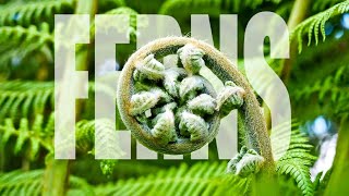 Ferns  Fern Plants Full Documentary  Amazing Facts about Ferns [upl. by Aihpos]