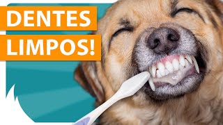 ESCOVAR DENTES DO CACHORRO  COMO E PORQUE ESCOVAR 🦷🐶 [upl. by Butcher317]