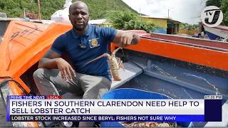 Fishers in Southern Clarendon Need Help to Sell Lobster Catch  TVJ News [upl. by Lowis]