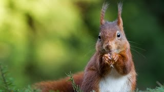 De Eekhoorn op de Veluwe [upl. by Sherye302]