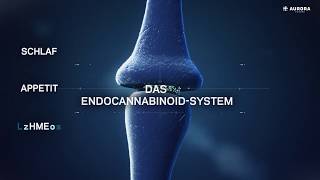 DE Das Endocannabinoid System deutsch [upl. by Modnarb]