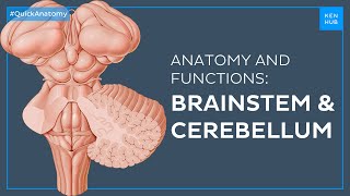 Brainstem and Cerebellum Structure and functions easily explained  Quick Anatomy  Kenhub [upl. by Bolitho739]