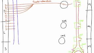 Autonomic Nerves of the Abdomen [upl. by Arol541]