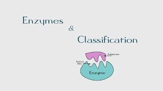 7 Introduction to Enzymes amp Its Classification  The BioChemistry Guide  2014 [upl. by Bertila]