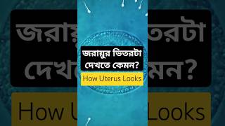 জন্মের আগে আমাদের প্রথম বাড়ি কেমন ছিল uterus anatomy shorts humanbody [upl. by Agni423]