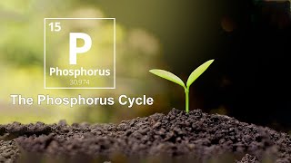 Phosphorus Cycle Explained [upl. by Macdonald]