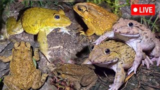 🐸🤏Catching frogs by hand  Frogs flyingJumping [upl. by Sontag336]