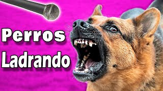 ❤️ ¡PERROS LADRANDO FUERTE para tu Perro o Gato  ¡Garantizado ❤️ [upl. by Sarson]