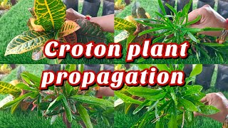 croton plant propagation in September क्रोटोन की कटिंग। [upl. by Neveda]