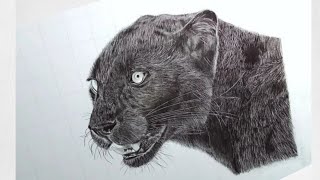 Drawing a Black Panther  Andrabi Arts [upl. by Htnicayh874]