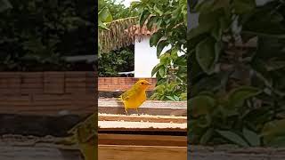 Canto do Canario da Terra Macho shorts canariodaterra canario cantando natureza birds [upl. by Ruenhs654]