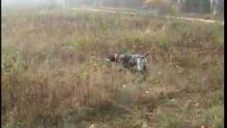 Pheasant Hunting with Winnie German Shorthaired Pointer [upl. by Girand916]