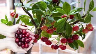 How to grow Fertilizing And Harvesting Cherry In Pots  Grow Fruits at Home  Gardening tips [upl. by Chaunce102]