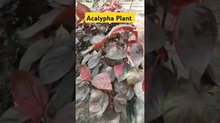 Acalypha Plant  Acalypha wilkesianaCopper plant plants shortsfeed nursery garden shorts [upl. by Artimed]