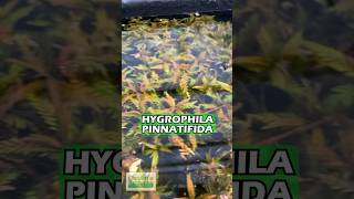 Hygrophila Pinnatifida BY THE STEM Aquarium Plant For Sale [upl. by Peisch]