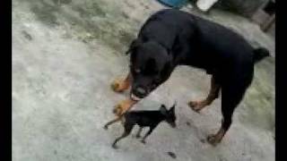 ROTTWEILER APANHA PRA PINSCHER [upl. by Keven]