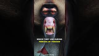 Gelada Baboon  The Scariest Herbivore On Earth [upl. by Yt]