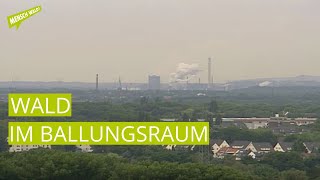 Wald im Ballungsraum  Industriewald Ruhrgebiet [upl. by Winters]