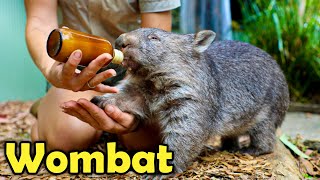 What is a Wombat 10 Cute Facts about Wombats [upl. by Bogie219]