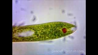 Euglena [upl. by Urbain]