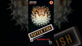 What Makes Pufferfish So Dangerous [upl. by Monia]