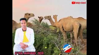 jiib amaang hubeer by afyaal Mahamaddeeq [upl. by Duer]