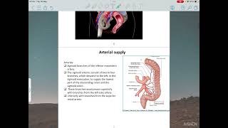 Sigmoid colon amp rectum [upl. by Queen569]