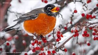 American Robin Song [upl. by Ekaj]