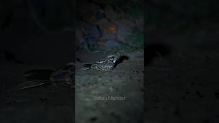 Indian Nightjar  Tipeshwar Call9167724318 nightjar birdsanctuary birds nocturnals tipeshwar [upl. by Rocky]