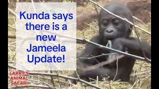 Baby GorillaJameela 7 Second Introduction 41724 gorillas [upl. by Fortunia471]