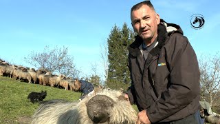 Vlašićka ovca je kao dobra žena željna provoda nikad ne voli biti na jednom mjestu [upl. by Virgy]