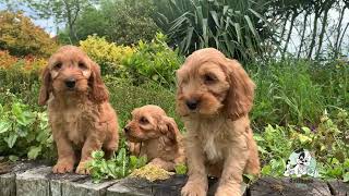 Cockapoo Puppies [upl. by Veneaux990]