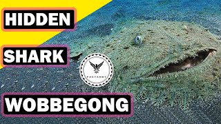 Wobbegong 🦈 The Hidden SHARK of the Deep [upl. by Carisa]