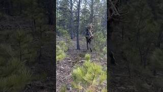 Finding Elk Sheds shedhunting antlers [upl. by Arat]