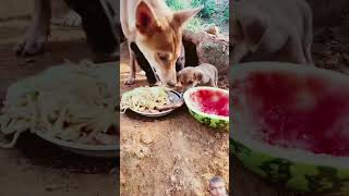 Eating food dogs and puppies 🐕shorts [upl. by Sunil751]