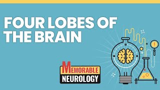 Four Lobes of the Brain Mnemonics Memorable Neurology Lecture 1 [upl. by Phillida367]