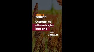 O sorgo serve para alimentação humana [upl. by Pliam110]