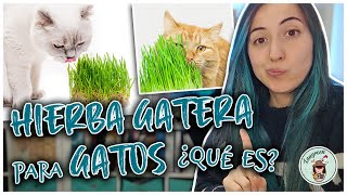 HIERBA GATERA para GATOS Qué es y sus Beneficios [upl. by Sclar]