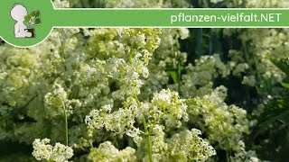 WiesenLabkraut  BlüteBlüten  210618 Galium mollugo  essbare Wildpflanzen Bestimmung [upl. by Enitnatsnoc]