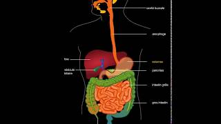 Appareil digestif [upl. by Nilkoorb886]