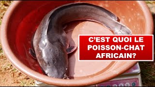 Cest quoi le poissonchat Africain [upl. by Pallas897]