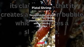 Amazing Pistol Shrimp Fact [upl. by Nomael]