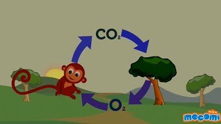 Oxygen Cycle Explained  Oxygen Facts for Kids  Educational Videos by Mocomi [upl. by Eylhsa]