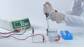 Electroforesis en gel tutorial paso a paso [upl. by Zoltai913]