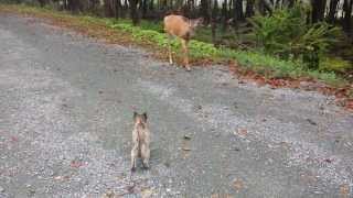 Cairn Terrier Puppy Meets a Deer [upl. by Annoed]