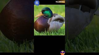 MALLARDAUDIO DISCOVER WHATZ UNIQUE MALLARD American Anatinae VIRAL IUCN Eurasia Africa [upl. by Mojgan]