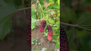 Zoom beautiful fruit photography naturephotography beautiful [upl. by Savil]